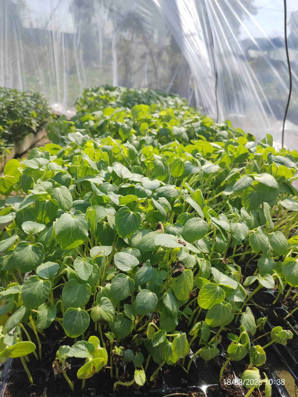 🌿 مشتل عطر الياسمين .. دايات (شتلات) درجة أولى وضمان حقيقي! 🌿
​يا أهل الزراعة، جهزنا لكم أجود أنواع الشتلات القوية والمرباة بعناية لضمان أفضل إنتاج لموسمكم. أصناف مختارة ومكفولة!

​  العرض الأول (فلينة 205 عين)
​مثالية للإنتاج الغزير والقوة:
​فلفل بارد + فلفل حار (حرارة وقوام ممتاز).
​🍅 ​طماطة (صنف قوي ومقاوم).
​باذنجان (أبو الجذع) المعروف بإنتاجه و بجودته.
💰 السعر: 14,000 دينار فقط للفلينة!

​🥒 العرض الذهبي (فلينة 105 عين) - صنف أول
​أصناف مشروطة ومميزة جداً:
​بامية درجة أولى (شرط وضمان من العقد للقطف). 
​خيار طرعوزي (صنف فاخر وشرط الضمان ).
💰 السعر: 10,000 دينار فقط للفلينة!

​✅ لماذا تختار مشتلنا؟
​جذور قوية وخالية من الأمراض.
​أصناف مجربة ومعروفة بإنتاجيتها العالية.
​أسعار تنافسية وتعامل ثقة.

​📍 الموقع: الحساوية - مجاور ملعب الشعب.

⏰ أوقات العمل:
​صباحاً: من 9:00 إلى 12:00.
​عصراً: من 3:00 إلى صلاة المغرب.

​📞 للتواصل والحجز:
***********
***********
👤 بإدارة: محمد عماد
​الكمية محدودة.. بادر بالحجز واضمن نجاح زراعتك!
