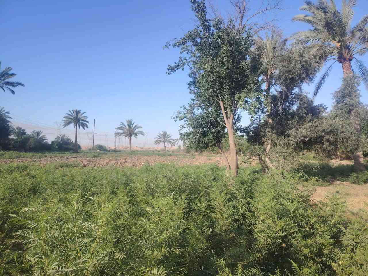 عندي ارض زراعيه 6دونم طابوو صرف بل حاوي وره الدواجن وبيه بيت قريبه ع نهر دجله اريد امراوس بيت دوانم الابوهراط دوانم المعمل مايفررق
الاستفسار (***********)
