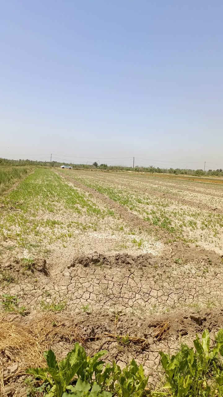 سلام اعليكم دوانم للبيع طابو سند 25 بغداد _ اليوسفيه مخدومه للاستفسار ***********  ( الارض باسمنه يعني مو دلال مباشر من المالك)
