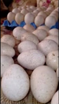بيض شيش • بيض للبيع • بيض • بيع بيض • سعر البيض
