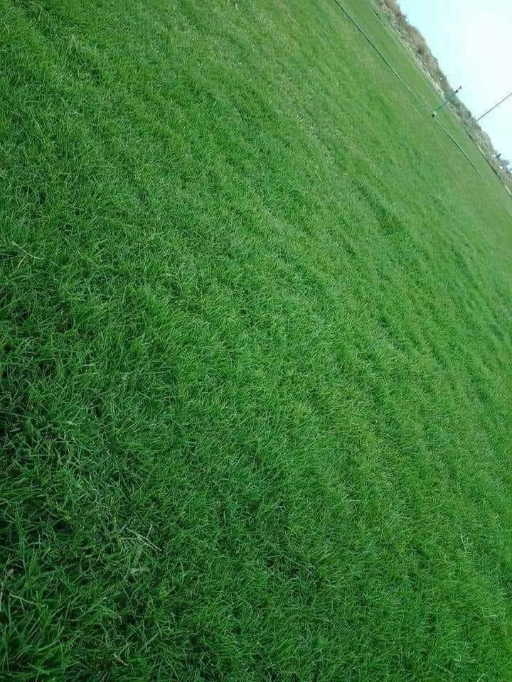 🍀متوفر كافة انواع الثيل🍀 
الثيل امريكي والهندي والايطالي والفرنسي
كادر متخصص :
لتجهيز... مشاتل🌴
والدوائر حكوميه🏦
منازل🏡 منتزهات🏄
موجود خدمة توصيل 🚕🚕
لكل محافظات العراق 
للطلب التواصل مع الصفحة او الاتصال على :؀واتساب   

***********
***********
