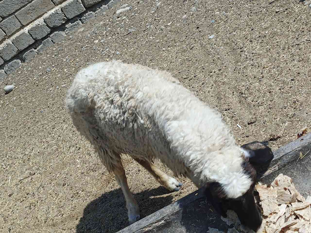 يوجد ورجينه سمين مال ذبح 13كيلو لحم السعر 125الف المكان بيجي حي العصري رقم الهاتف ***********
