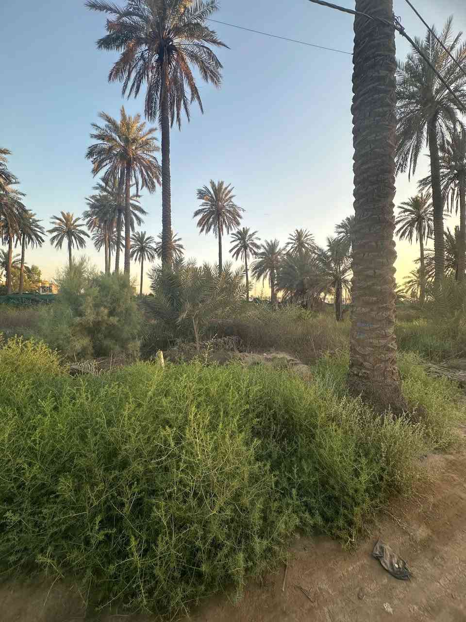 ‏السلام عليكم قطعة أرض زراعية في شارع أبو علي التميمي المساحة 100 متر ويوجد في الشارع كهرباء  وماء و مجاري و يوجد بناء في الشارع للبيع بسعر مناسب
للاستفسار: ***********

