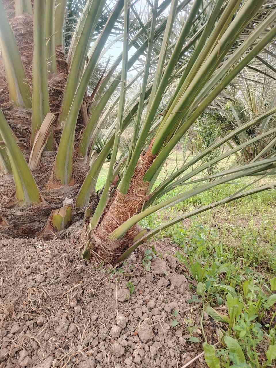 يا الله. 
السلام عليكم. موجود فسائل برحي أحجام خشنة للبيع الراغب بالشراء ***********
