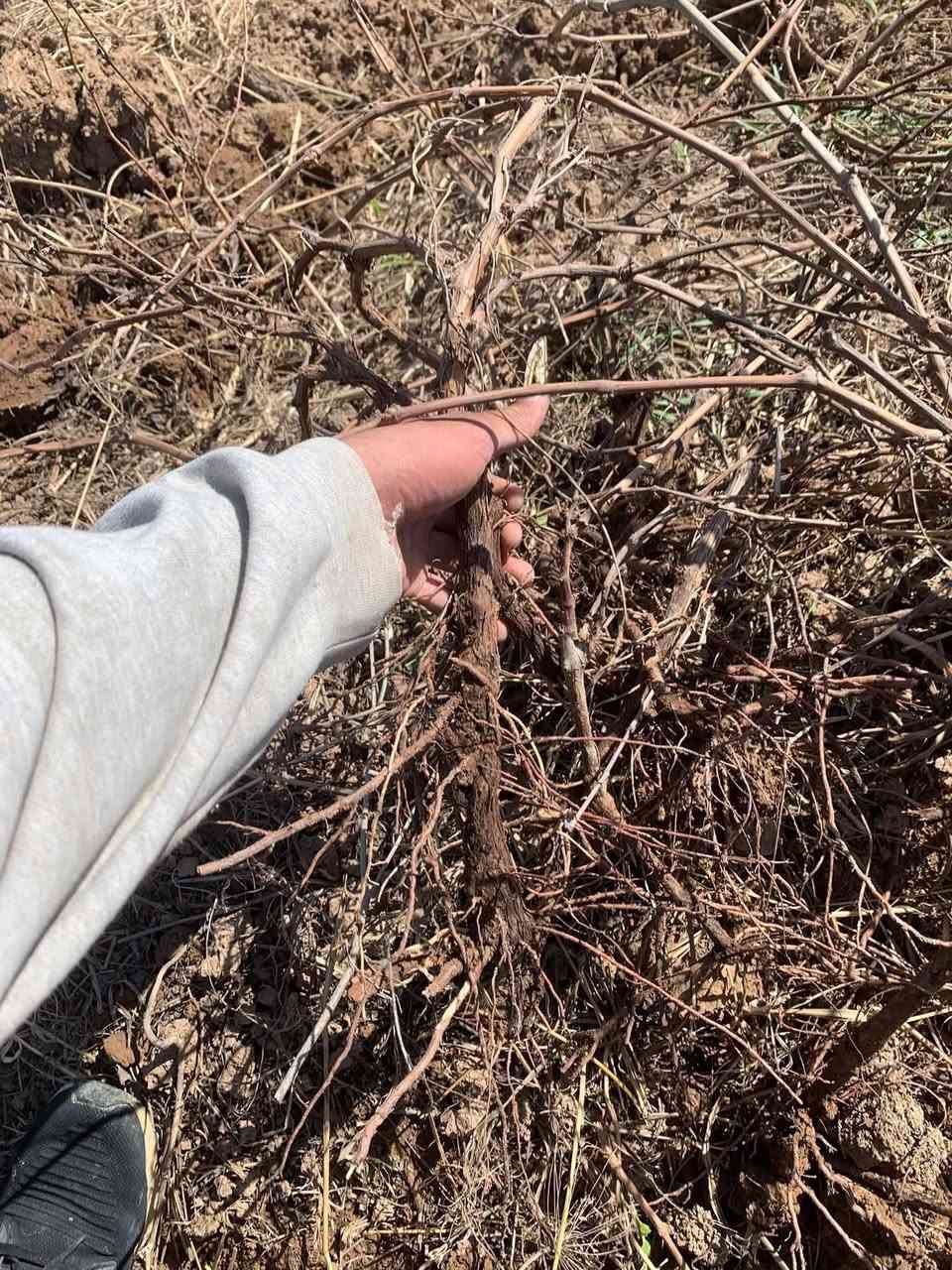 يوجد لدينا شتلات عنب حلواني فرنسي رئاسي اسود بلد كمالي زيتوني
شرط العود الواحد احجام كما موضح بل صوره
للاستفسار ***********
