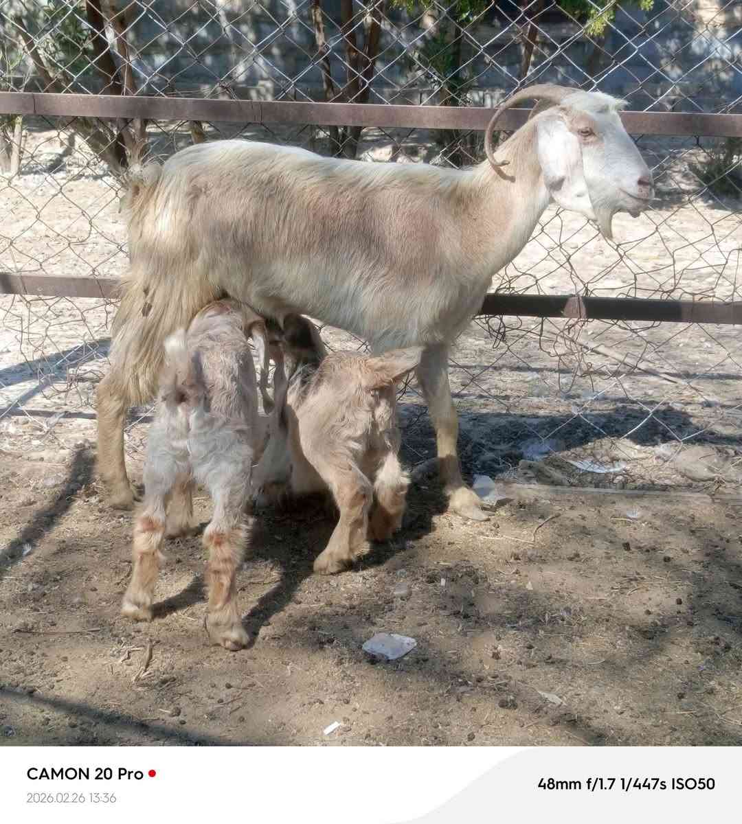 صخله ام ثاني بطن جزاها توم نثيه وفحل سن وشطر مكاني بغداد التاجي  ماعندي توصيل رقم
***********
***********واتساب 
***********
