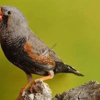 استفسار • بدون وصف • متفرقات