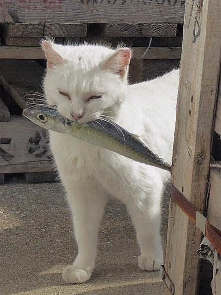 مدالية قطه مصنوعه يدويا 🐱🐟 
تكدرون تغيرون لون الخرز حسب الطلب🩵 
متوفر توصيل لكل محافظات العراق


**إذا كنت صاحب هذا الإعلان وتريد حذفه لأي سبب، رجاءا أرسل رسالة إلى الدعم الفني**