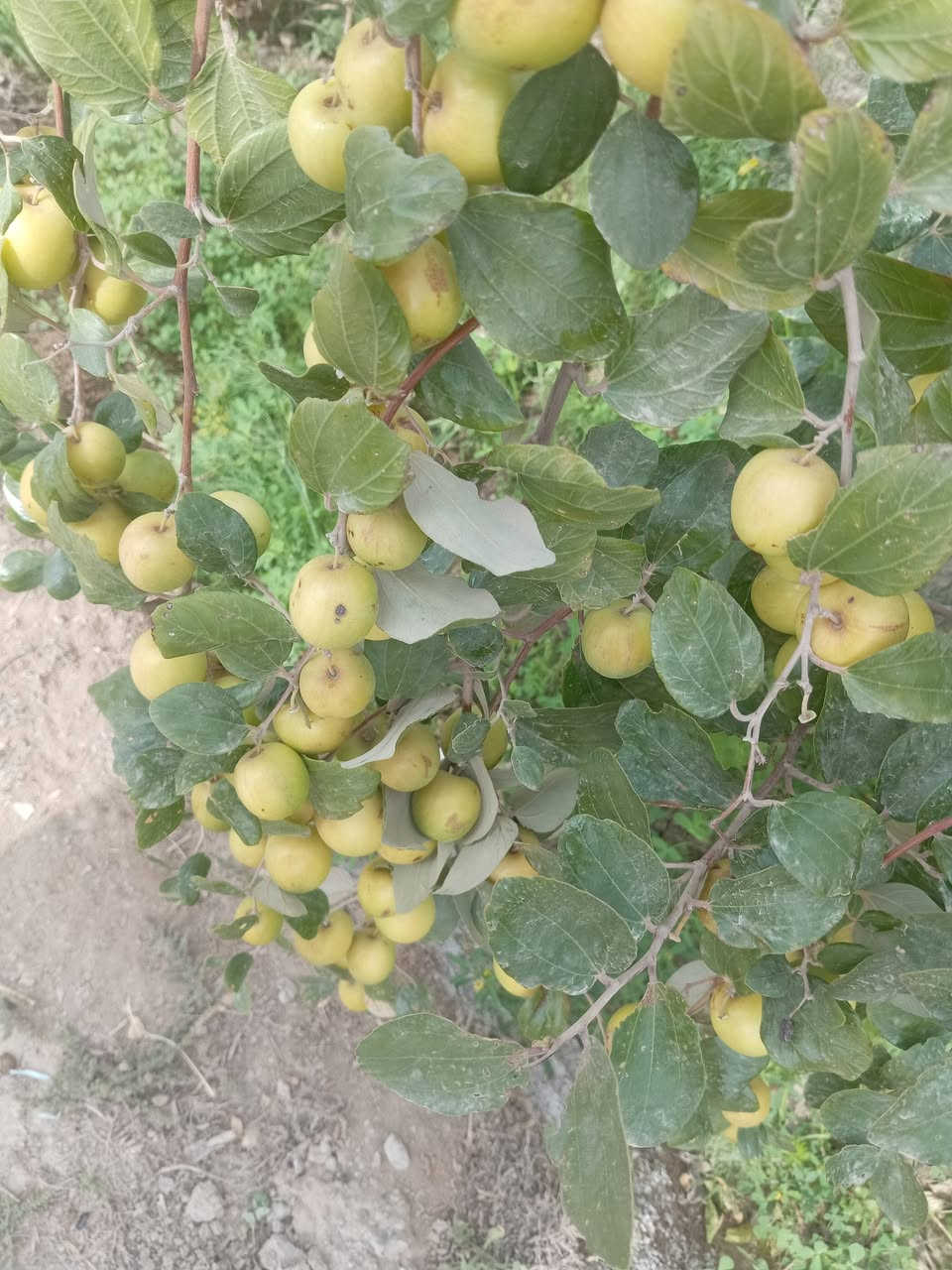 مستعدين لتطعيم السدر تفاحي البصراوي🍏 عرموطي تايلندي🍐 باكستاني زيتوني مكان ذي قار قضاء نصر رقم هاتف *********** وا.تساب☎️
