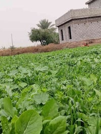 التاجي ذراع دجلة • ٥ دونم • فرصة استثمارية