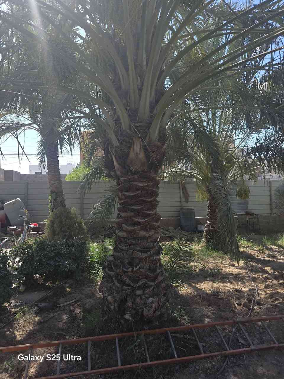 للبيع نخلتين نوع خيارة  عنه الحي السكني قرب مطعم صلاح الدين


**إذا كنت صاحب هذا الإعلان وتريد حذفه لأي سبب، رجاءا أرسل رسالة إلى الدعم الفني**