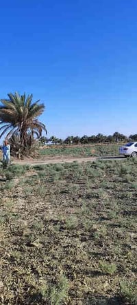 أبي غرق • ٣ دونم • طابو زراعي سند ٢٥