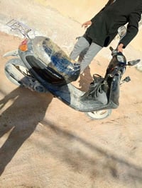 دراجة منغولي فحل البيع السعر خاص 07871480538