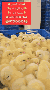 السلام عليكم
اعلان هام
الى جميع الاخوه المربين
المصداقيه والثقه قبل كل شيئ
يعلن مكتب الرحمن عن تواجد افراخ على مدار الشهر
وبأسعار مرضيه طير درجه اولى
تركي_سعودي_بلجيكي_اردني
للحجز والاستفسار
***********
***********
الموقع بغداد السنك
(خير التجربه البرهان)
