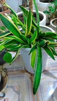 ورد للبيع • حلبجة