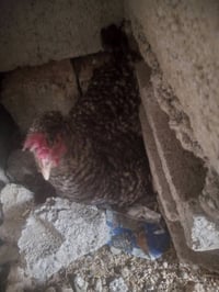 دجاجه كرك للبيع عدد2 07701092185