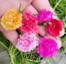 الكميه محدوده


**إذا كنت صاحب هذا الإعلان وتريد حذفه لأي سبب، رجاءا أرسل رسالة إلى الدعم الفني**