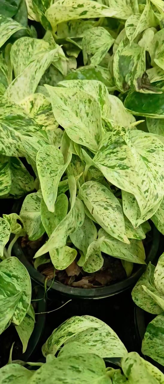 بوتوس سيراميك. ٥٠٠٠


**إذا كنت صاحب هذا الإعلان وتريد حذفه لأي سبب، رجاءا أرسل رسالة إلى الدعم الفني**