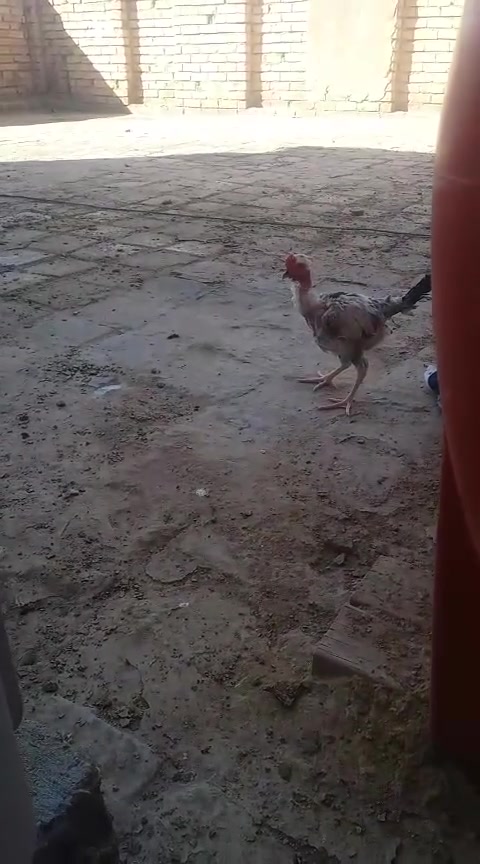 ديوجة فرايج لمكان المسيب


**إذا كنت صاحب هذا الإعلان وتريد حذفه لأي سبب، رجاءا أرسل رسالة إلى الدعم الفني**