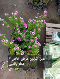 مشتل جنى • مقابل جامعه الكوت • توصيل