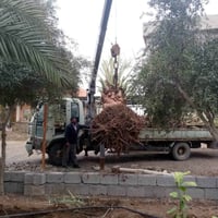 وبركاته قص فسايل قلع نخل أحجام كبيره بطينتهه زرع تنضيف بخبره ونمو وسمك...