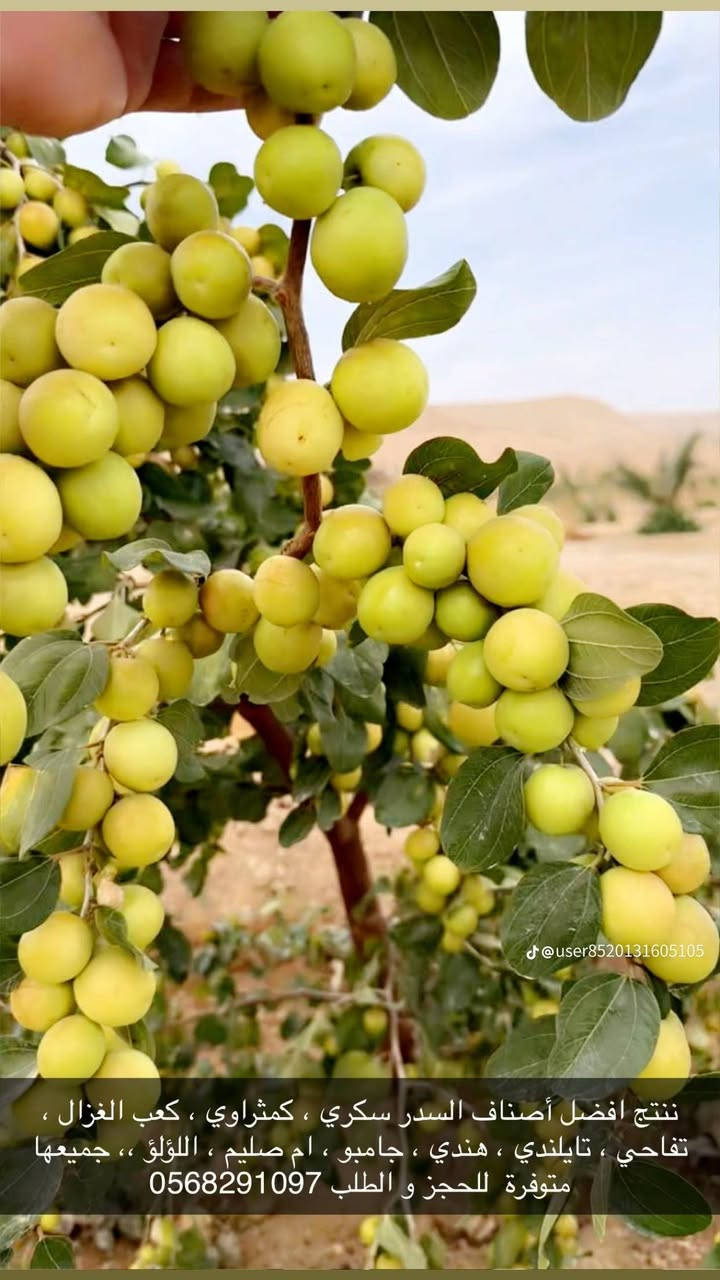 مستعدون لتطعيم السدر جميع انواع 
بأنسب الاسعار


**إذا كنت صاحب هذا الإعلان وتريد حذفه لأي سبب، رجاءا أرسل رسالة إلى الدعم الفني**