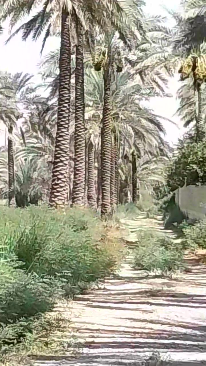 السلام عليكم
للبيع 
دونم ملك صرف في شاطئ التاجي خلف معسكر التاجي منطقة البوشاوي يحتوي الدونم على اشجار النخيل 🌴🌴 كامل الخدمات ماء كهرباء تبليط حصة ماء من نهر دجلة تفاصيل اكثر الاتصال على الرقم التالي 
***********
*********** ابو وسام
