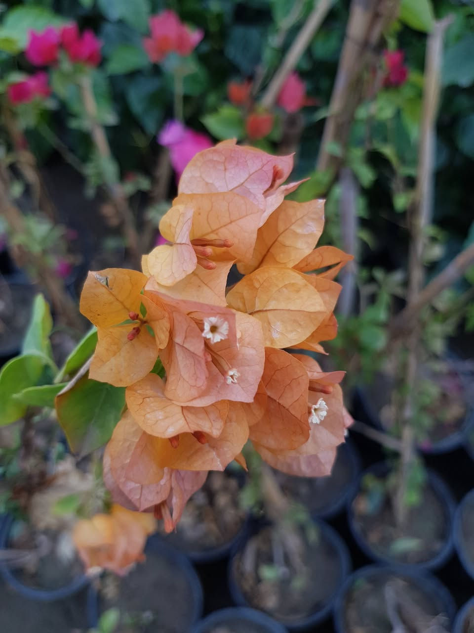 جهنمي خمسة درجات لونية 
السعر 5 الاف للكبير و3 الاف للوسط


**إذا كنت صاحب هذا الإعلان وتريد حذفه لأي سبب، رجاءا أرسل رسالة إلى الدعم الفني**