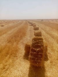 تبن كبسات • نضيف • عين تمر