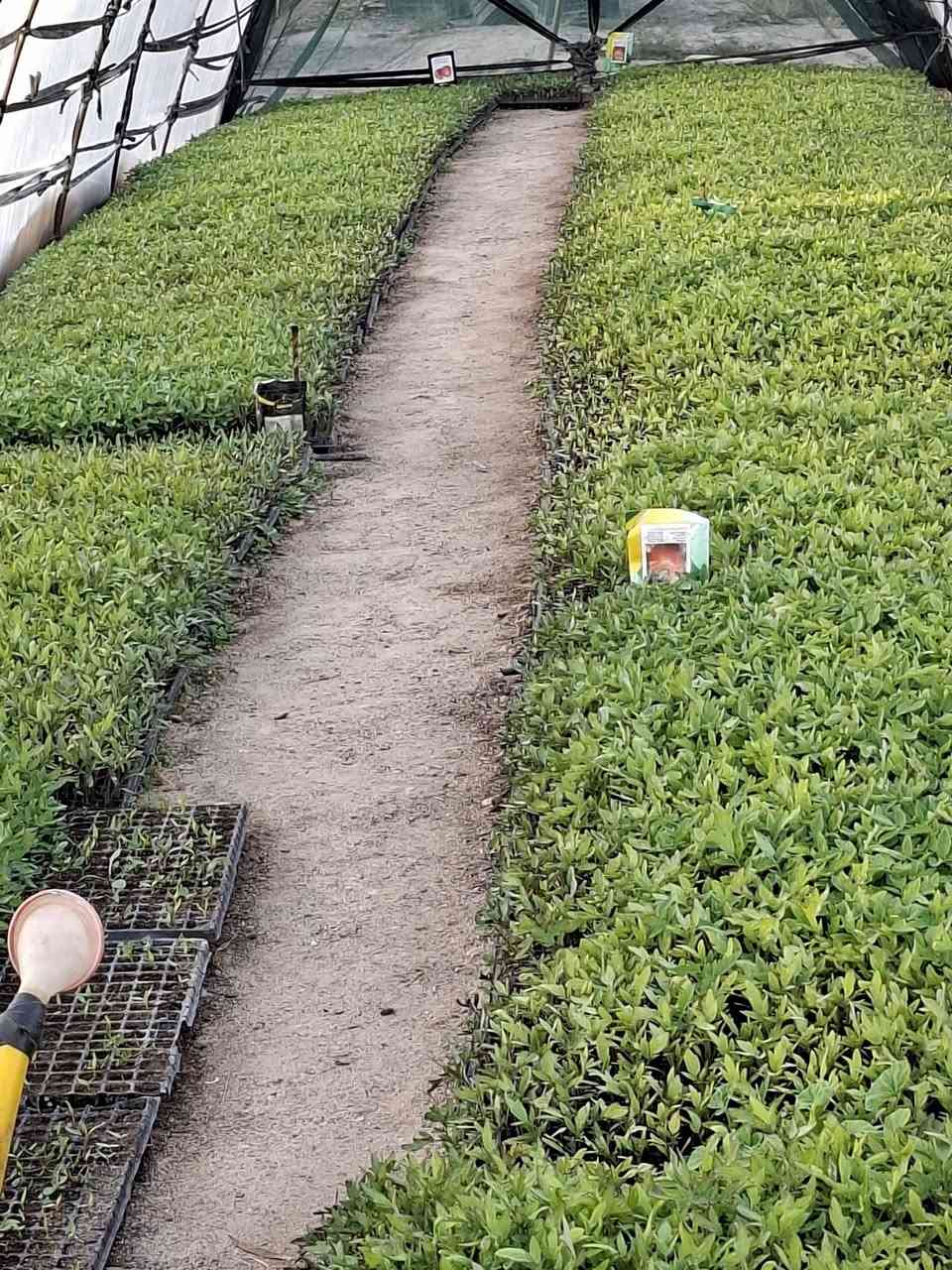 سلام عليكم
شتل للبيع
صنف الابراهيمي
بركات ام البنين
للاستفسار
***********
