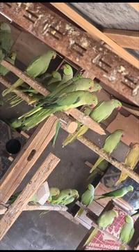 بابل مسيب • زوج منتج • طيور محميه