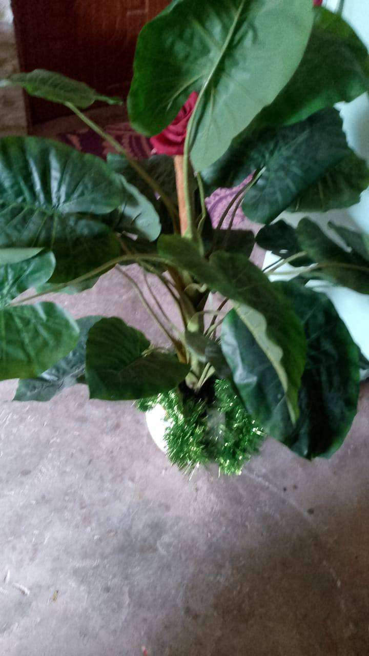 السلام عليكم شجره بهذا الشكل الجميل وعربانه اصير بالمطبخ للبصل الاي شي تترتب جميله


**إذا كنت صاحب هذا الإعلان وتريد حذفه لأي سبب، رجاءا أرسل رسالة إلى الدعم الفني**