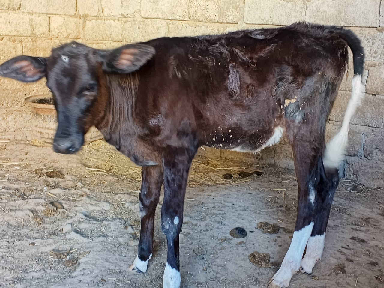السلام علیکم
متاح جوز حوالي جنس +حوليه جنس درجه أولى
معالجات ومربوطات عله علف
نخبه عريضه عمرهن ٤ أشهر والحوليه عمرها ٣ أشهر سعرهن مليونين ونص وبيهن مجال
مكاني الشرقاط
الشراي يتصل ***********
