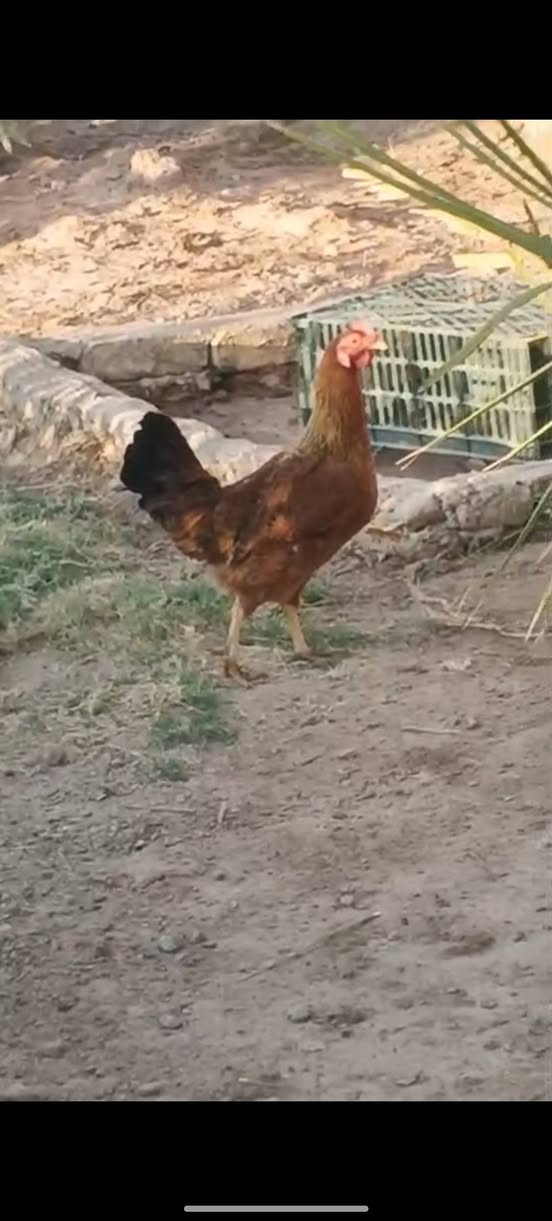 متاح دجاجه عربيه للبيع
المكان الشافي


**إذا كنت صاحب هذا الإعلان وتريد حذفه لأي سبب، رجاءا أرسل رسالة إلى الدعم الفني**