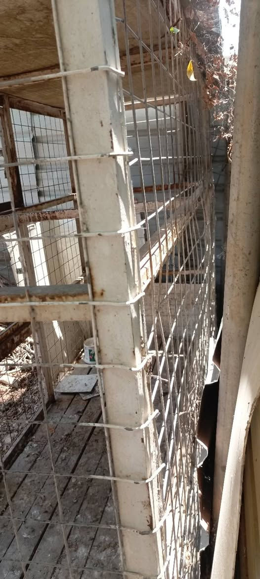 سلام عليكم قفص تفصال درجة اولى ثقيل جدا قياس كبير ارتفاع 180 عرض 2.5 عمق 1 للبيع بسعر مناسب للعلم مكلفني 350من سويته المكان بغداد الحسينية شراي ع خاص


**إذا كنت صاحب هذا الإعلان وتريد حذفه لأي سبب، رجاءا أرسل رسالة إلى الدعم الفني**