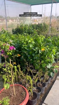 شتلات • نباتات زينة • المجر الكبير