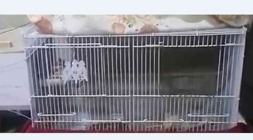 قفصين للبيع جديد كركوك *********** وات ساب موجود والخاص موجود مع تحياتي وتقديري للجميع.
