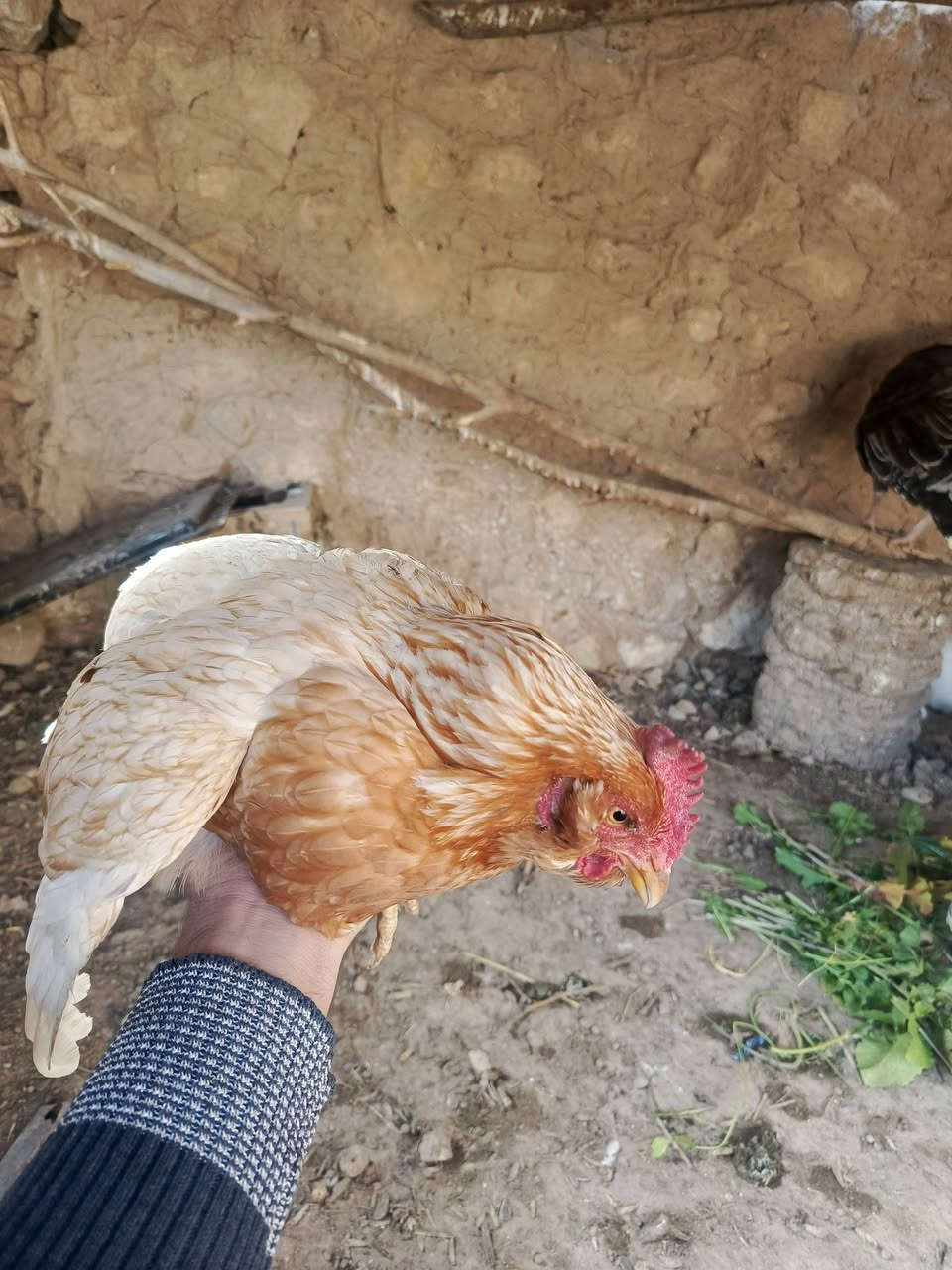 للبيع زوج اناثي فسيفس بياض هيه وبيضه ب٦٠ودجاج يهودي زوج ب٣٠
مكاني حديثه. بروانه 
نقد بدون دين


**إذا كنت صاحب هذا الإعلان وتريد حذفه لأي سبب، رجاءا أرسل رسالة إلى الدعم الفني**