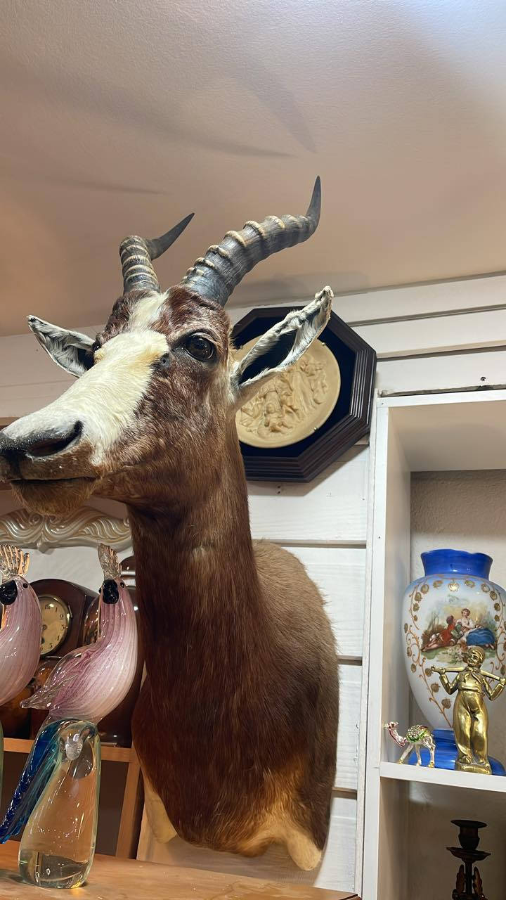 مجموعه من التحف الطبيعي الكندي قديم محل سليمانيه  سروري توصيل موجود *********** وات ساب
