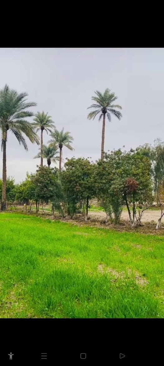 � مزرعة للبيع ! 🌳
تحويل مباشر 📝

للبيع مزرعة بمساحة 3 دوانم
 في منطقة الدبسة،
 موقع مميز. 
وقريب من محطة وقود السلوم.

المواصفات:

 • واجهة 150م × نزال 50م
 • تحتوي على دار سكني🏠
   + حوض سمك 🐟
 • بئر ماء + إسالة ماء. 

(((((((  توضيح 👇))))))) 
 •موقع مميز جدا وقريب من محطة وقود السلوم وبنفس الوقت قريب من مفترق 4طرق مسافه 500 متر فقط عن كل طريق
 1_ طريق الدبسه
2 _طريق الجسر الجديد تكريت
3 _طريق العلم الجوه
4 _طريق الفحامه 
 مسيجة بالكامل

للاستفسار:
📞 ***********
***********
