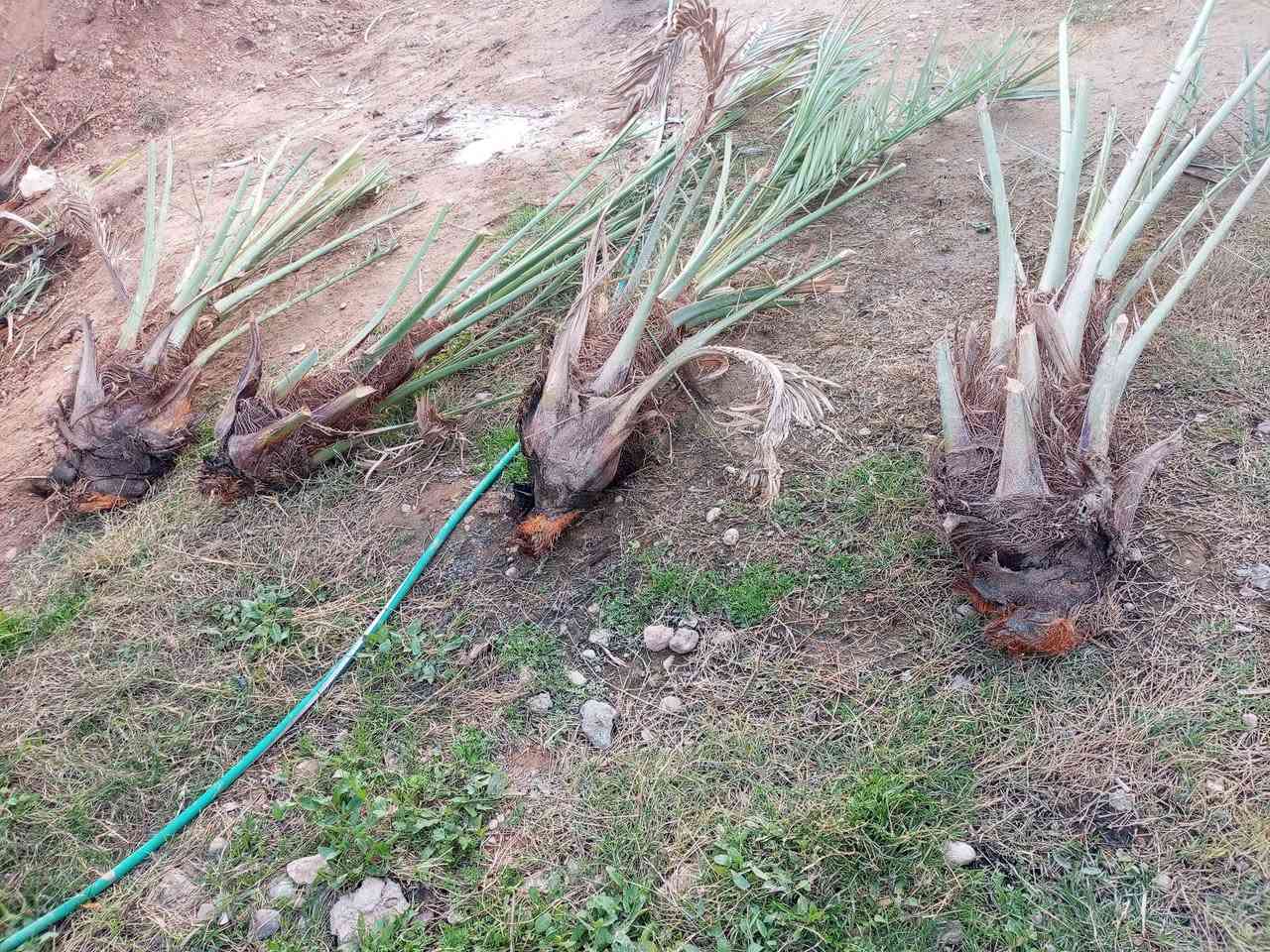 سلام عليكم  نخل للبيع  نوعيه خسته 
تصال فقط 
***********
