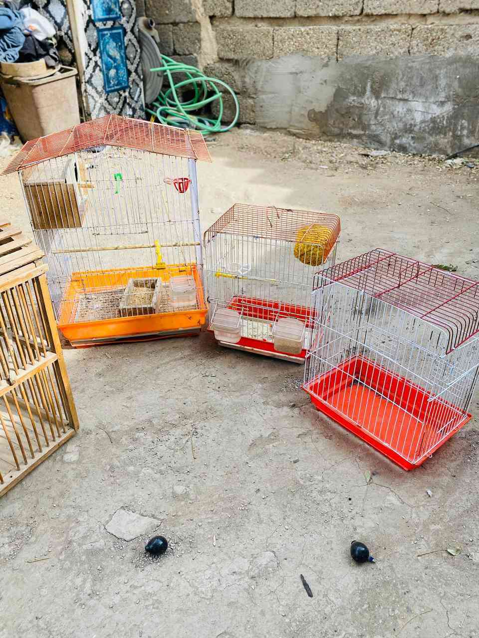 قفاص بلابل البيع شلع بيع كبار وزغار وبيهن 2 خشب ب 40 قفل الشراي ينتصل ***********
