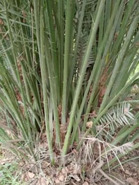 لبيع فسايل نخل(ديري)  سعر الفسيله 15الف بيهه مجال  مكاني بغداد تاجي جس...