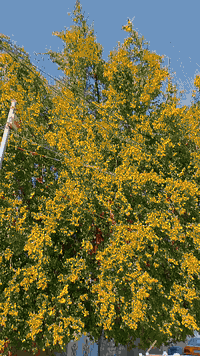 السلام عليكم النترة مديل 2011  فول عده فتحه اشاشه حساسات مري شفط كشنات هيتر  بدون حادث سياره كفاله عامه عده دوسه فقط بدون دواخل سياره بجم كبس حوض جديد سياره وضع شركه خير من الله صدر خلفي امامي جدد تخم تاير خط ابيض داخله جدد مكينه جديده كير تبريد قلج 🥶منضومه شاده جديده مشط ستيرن جديد سياره متعوب عليه خارج داخل رقم بابل مشروع وطني تحويل رقم انكليزي باقي عل ستلام سنويه لل28 سياره تجي وشوف بعينك سياره سعر 93 بيه مجال مكاني بغداد زعفرانيه رقمي ***********
*********** سياره بدون سيبايه 👍🏻
