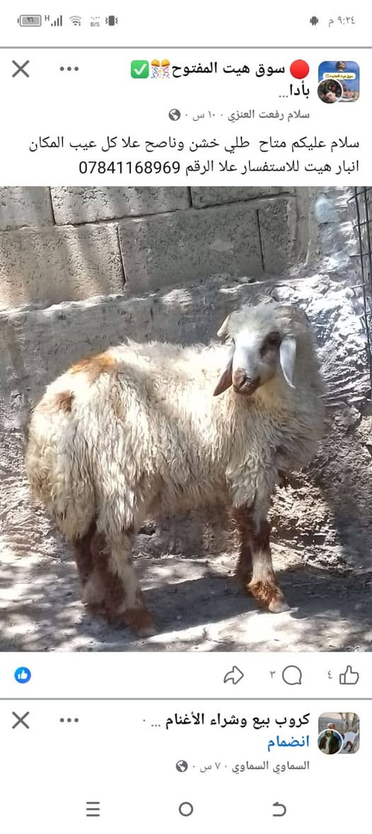 سلام عليكم متاح طلي ونعجة نصاح المكان الانبار هيت والاستفسار علا الرقم ***********
