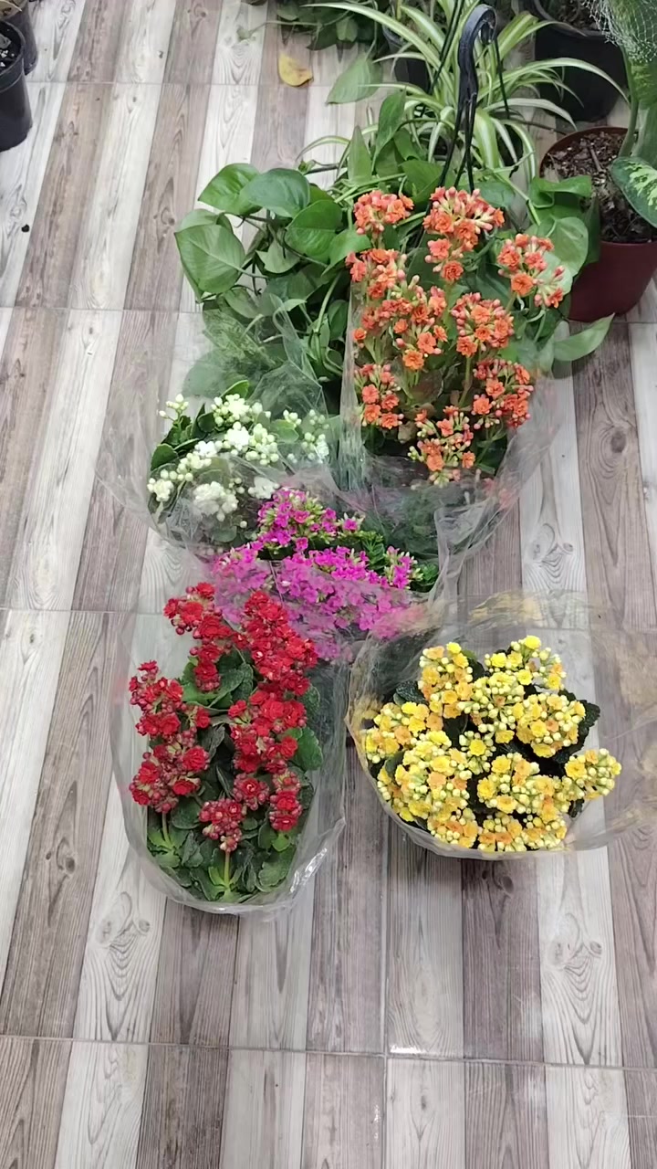 اللهم صلِّ على محمد وآل محمد 🌺
نبات الكلانشو هو نبات عصاري مزهر، سهل العناية، يفضل الضوء الساطع المباشر (أو غير المباشر القوي). يحتاج إلى ري معتدل فقط عند جفاف التربة تماماً، حيث يسبب الري الزائد تعفن الجذور.
مشتل السجاد للنباتات الضليه 
عنوان المشتل طوز. سايدين ايمام احمد مقابل قصابه حكمت 
للطلب والاستفسار خاص او واتساب ***********
توصيل لجميع المحافظات متوفر
