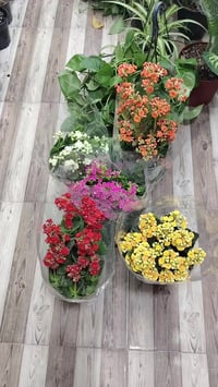 الكلانشو • مشتل السجاد • توصيل محافظات