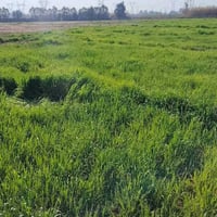 بسم الله الرحمن الرحيم كاع للبيع 8دونم بيه بيتين واحد كامل تكدر تنزل ب...