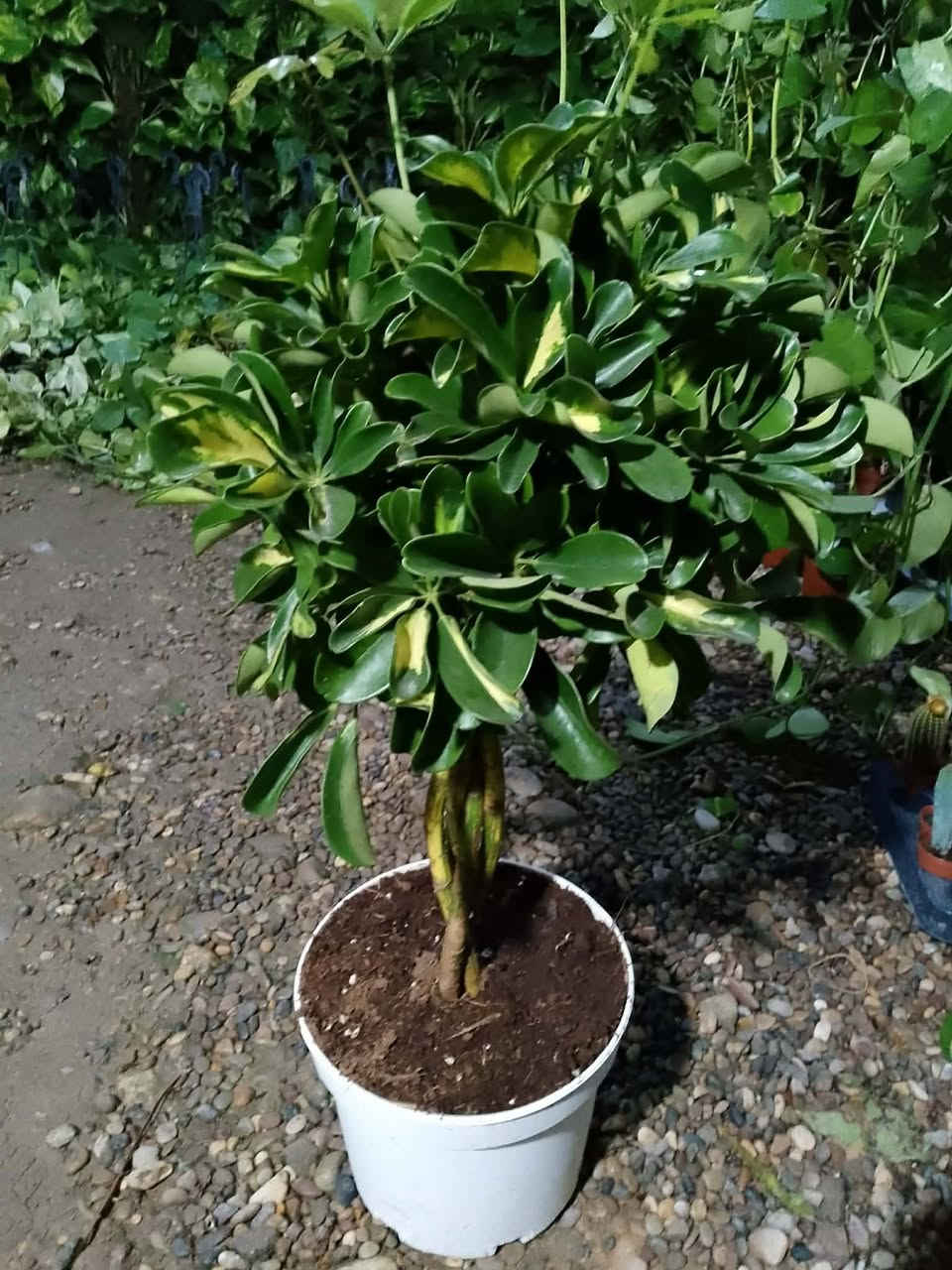 بۆفرۆشتن گەیاندن هەیە کێویستی مەسج بکات


**إذا كنت صاحب هذا الإعلان وتريد حذفه لأي سبب، رجاءا أرسل رسالة إلى الدعم الفني**