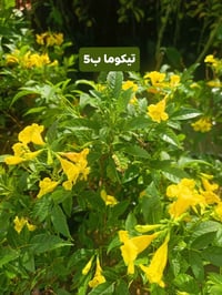 نباتات خارجية • اكسيا • توصيل كوت
